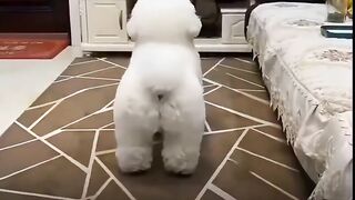 Funny Dog Dance