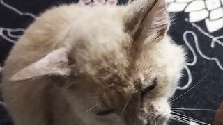 Cukur kumis kucing