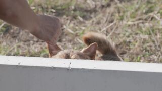 Animale - furry dogs playing | Trending HD Video