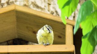 Animale - id | Trending HD Video