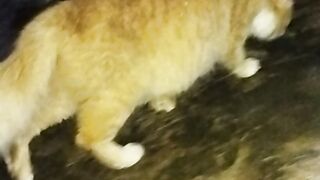 Si oyen bahagia tiada tara