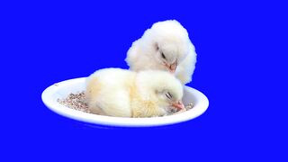 Stuffed Animal - id | Trending HD Video