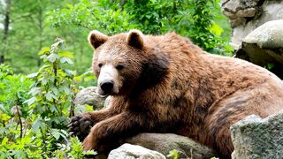 Stuffed Animal - a big brown bear lying on rocks | Trending HD Video