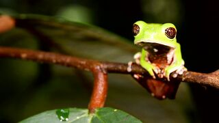 Animal breed - id | Trending HD Video