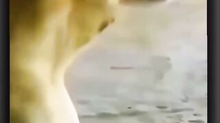 The dog is Sad
