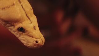 Animal breed - close up footage of a snake head | Trending HD Video