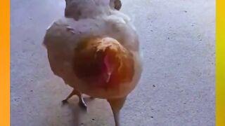 the sweet chicken