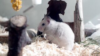 Stuffed Animal - small domestic hamster | Trending HD Video