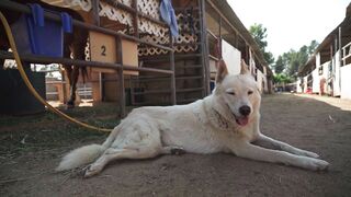 Animale - dog in a ranch | Trending HD Video