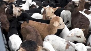 young goats