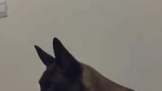 Vidéo ❤️❤️