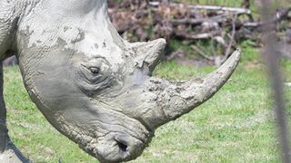 Animale - id | Trending HD Video
