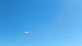 Stuffed Animal - flying seagulls in the sky | Trending HD Video