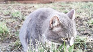 Stuffed Animal - a cat chewing on soil grass in the ground | Trending HD Video