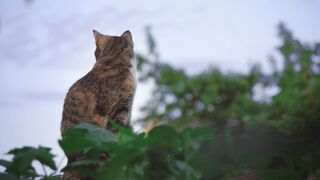 Animal Farm - id | Trending HD Video