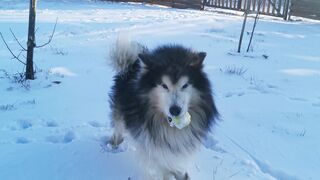 Winterhalter - footage of a dog holding a ball in the snow | Trending HD Video