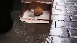 The hardest goodbye for Lady... ???????? She found him shivering and lost