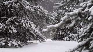 The Shy Snow Woman and the Cursed Ring - id | Trending HD Video
