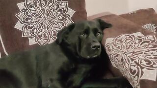 Dogeges bhau