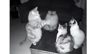Cat coming comedy