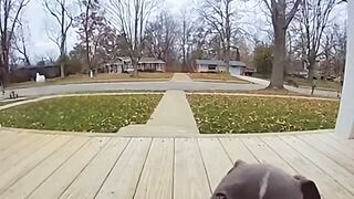 Pibble Can’t Handle the Sad Vibes ????????