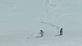 Story of a depressed penguin
