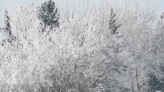 Winter Coat - close up of leafless trees in winter | Trending HD Video
