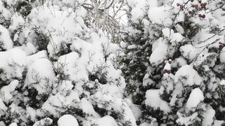 Winter Coat - snowing in a pine | Trending HD Video