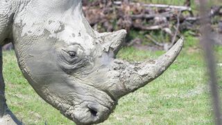 Vidéo les animaux ❤️