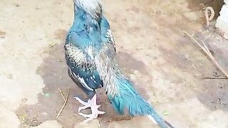 The blue color