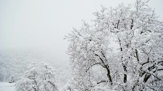 Winter Coat - snow covered trees | Trending HD Video