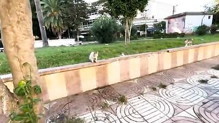Stray cats in the beautiful garden waiting to be petted.