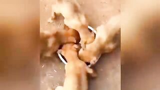 Funny Animal Videos 2026 Part 4