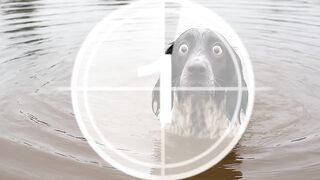 Funny Animal Videos 2026 Part 5