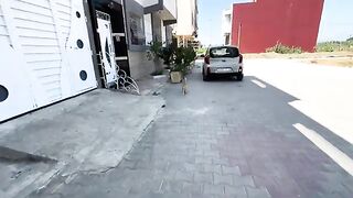 Ginger the cat is always happy to see us meet his cute friend and give them love and food.