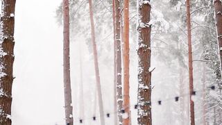 Winterhalter - snowfall in a forest | Trending HD Video