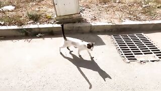 This cute cat gives all his love for delicious food.