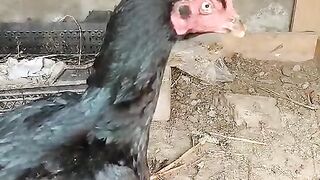 Full black