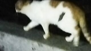 Entah apa yang di burunya