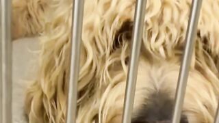 I Guessed This Shelter Dog's Name…Watch His Emotional Reaction ????