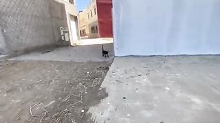 Bagheera, the adorable cat, courtes us in order to get her delicious dish.