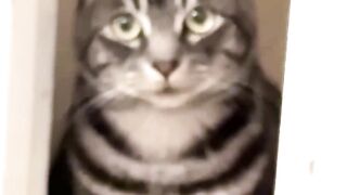 Judging my life choices #cat #catvideos #tabbycat #americanshorthair #catlover #catlife #catshorts