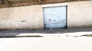 Very shy cats eat small bites and hide again inside this garage.