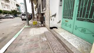 Bagheera the cat and his friends were very friendly and kindly asked for food.