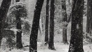 Winter Coat - snow covered winter forest in bariloche | Trending HD Video