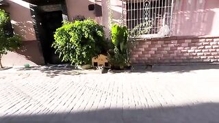 On a short walk I found these two cats on the street very hungry.