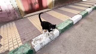 Tuxio the cat gives us love as we give her a delicious dish.