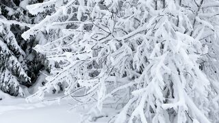 Winterhalter - trees in the snow | Trending HD Video