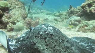 Travel Backpack - diver explores ocean floor with stingray | Trending HD Video
