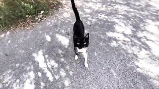 Very cute stray cats asking for food and a teenage kitten who loves to be petted.